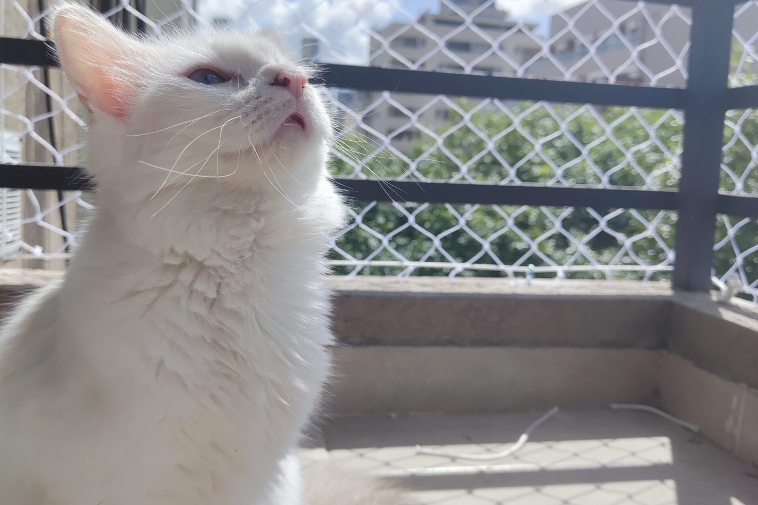 Red Para gatos en Palermo, Buenos Aires