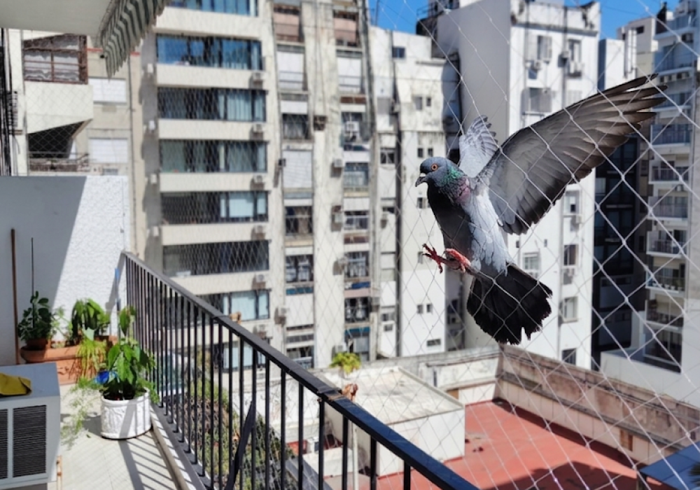 red antipalomas para balcon en belgrano, buenos aires