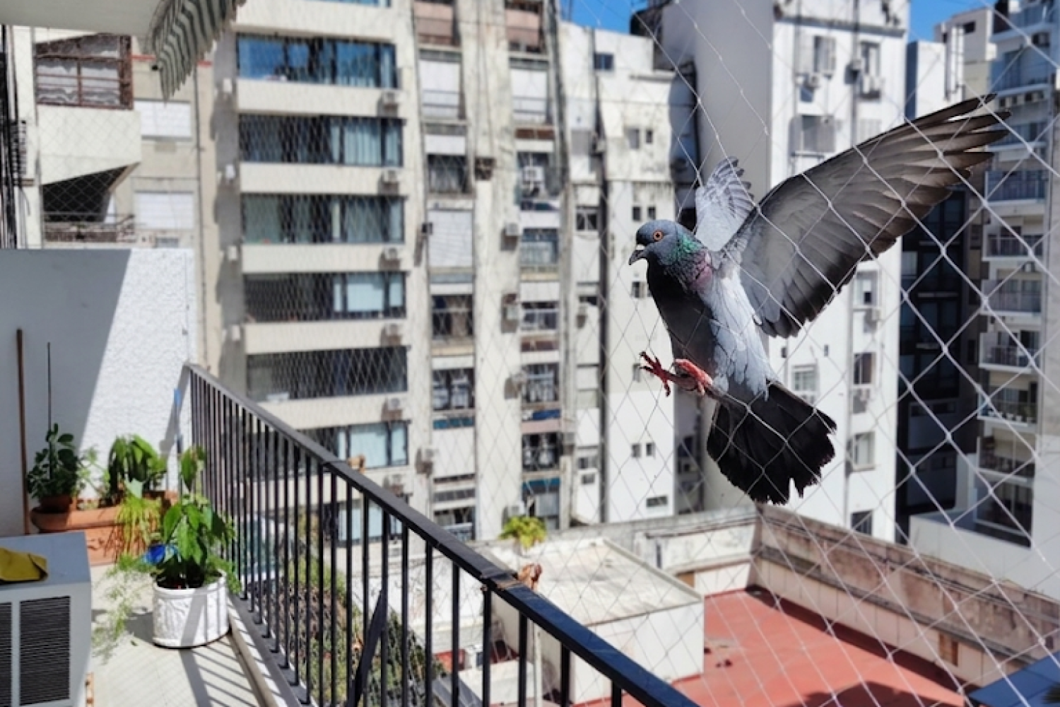 red antipalomas para balcon en belgrano, buenos aires